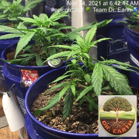 #epicgrowoff growlog timeline photo