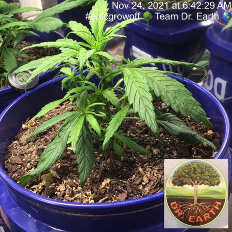 #epicgrowoff growlog timeline photo