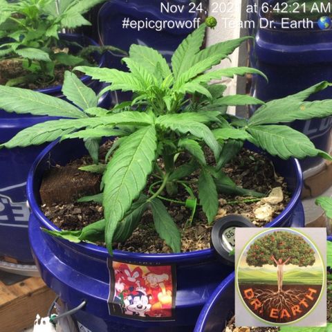 #epicgrowoff growlog timeline photo