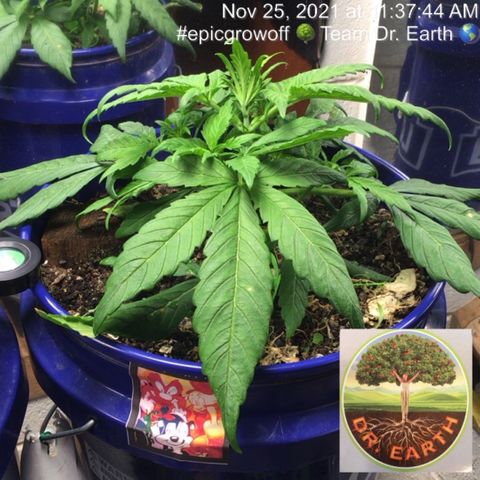 #epicgrowoff growlog timeline photo