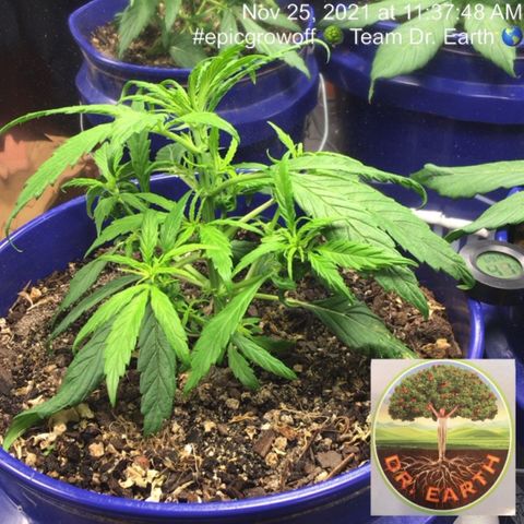 #epicgrowoff growlog timeline photo