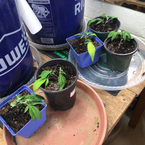 Cheese puffs growlog timeline photo