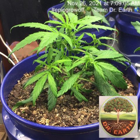 #epicgrowoff growlog timeline photo