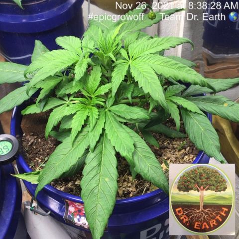 #epicgrowoff growlog timeline photo