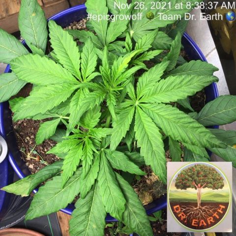 #epicgrowoff growlog timeline photo