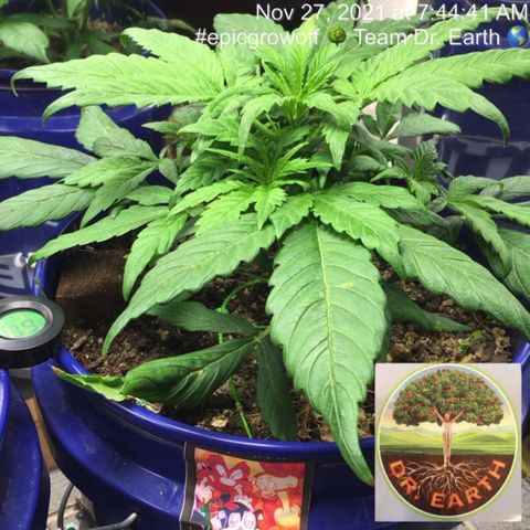 #epicgrowoff growlog timeline photo