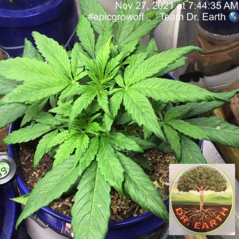 #epicgrowoff growlog timeline photo
