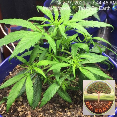 #epicgrowoff growlog timeline photo