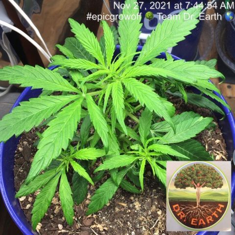 #epicgrowoff growlog timeline photo