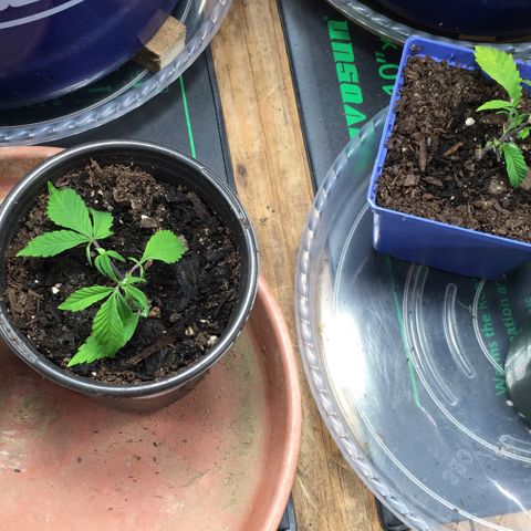 Cheese puffs growlog timeline photo
