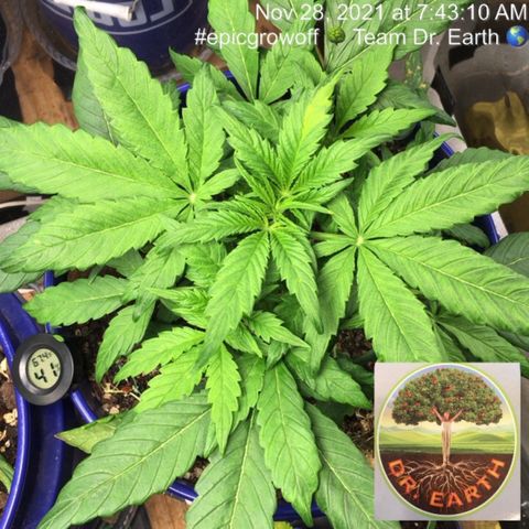 #epicgrowoff growlog timeline photo