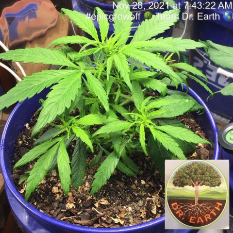 #epicgrowoff growlog timeline photo
