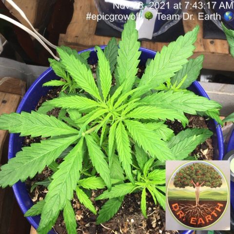 #epicgrowoff growlog timeline photo
