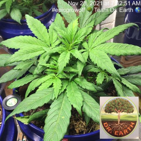 #epicgrowoff growlog timeline photo