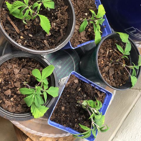 Cheese puffs growlog timeline photo