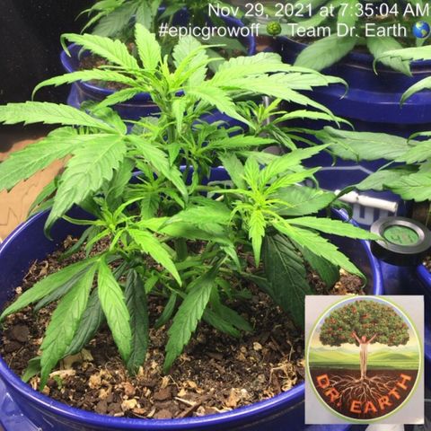#epicgrowoff growlog timeline photo