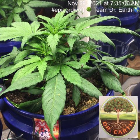 #epicgrowoff growlog timeline photo