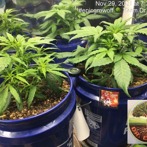 #epicgrowoff growlog timeline photo