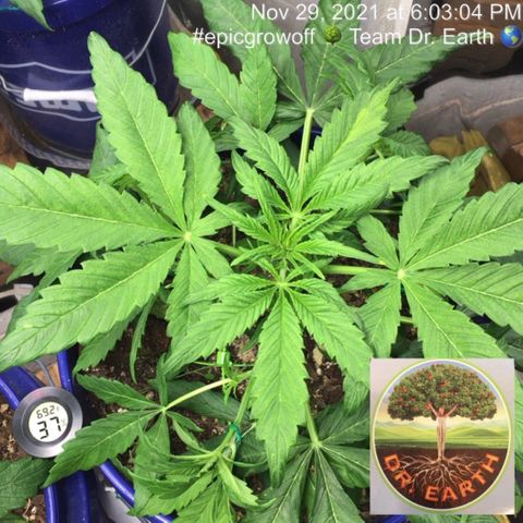#epicgrowoff growlog photo: After LST 