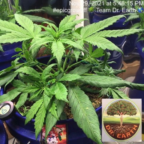 #epicgrowoff growlog photo: After LST 