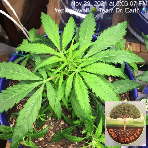 #epicgrowoff growlog photo: After LST 
