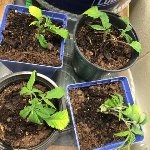 Cheese puffs growlog timeline photo