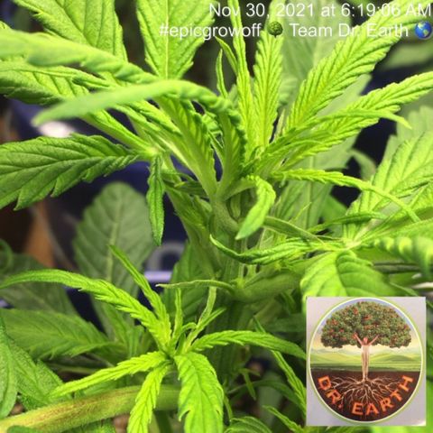 #epicgrowoff growlog timeline photo