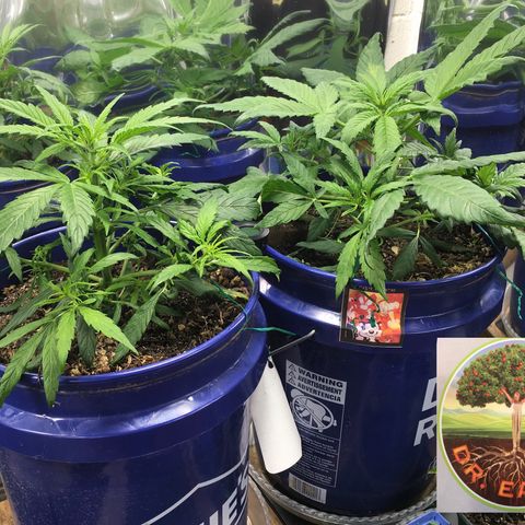 #epicgrowoff growlog timeline photo