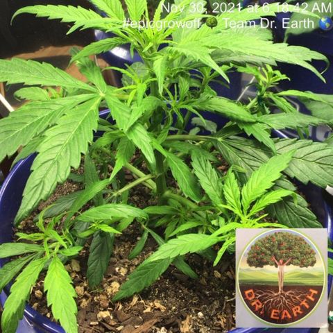 #epicgrowoff growlog timeline photo