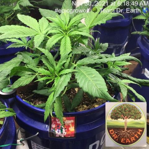 #epicgrowoff growlog timeline photo