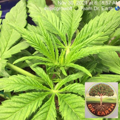 #epicgrowoff growlog timeline photo