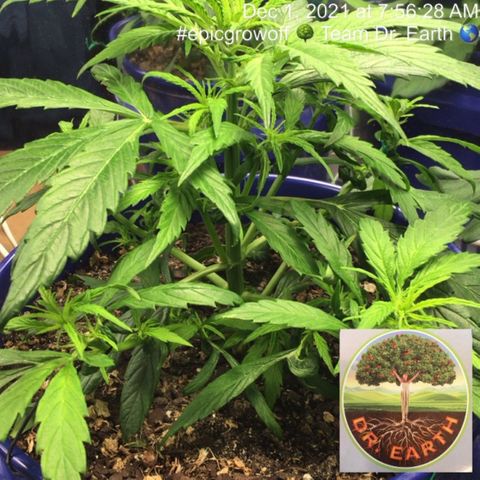 #epicgrowoff growlog timeline photo