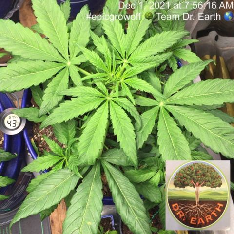 #epicgrowoff growlog timeline photo