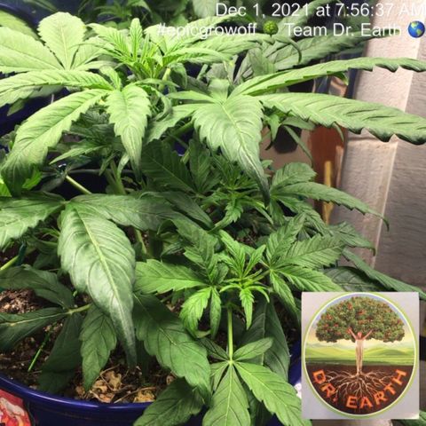 #epicgrowoff growlog timeline photo