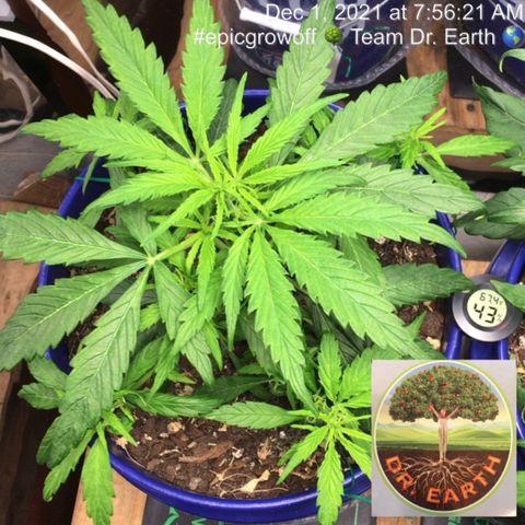 #epicgrowoff growlog timeline photo