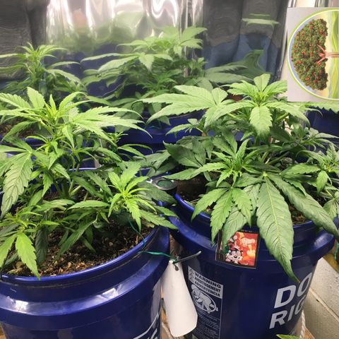 #epicgrowoff growlog timeline photo