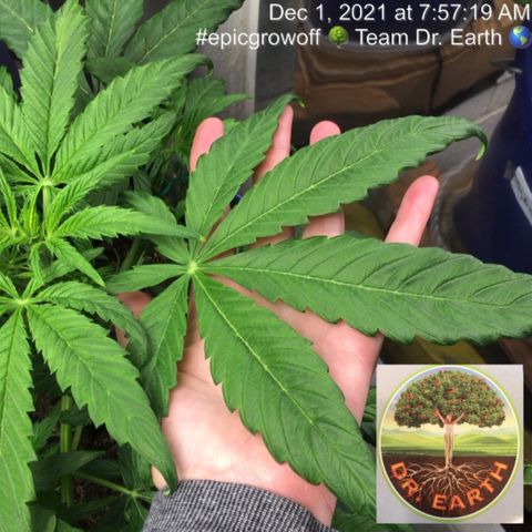 #epicgrowoff growlog timeline photo