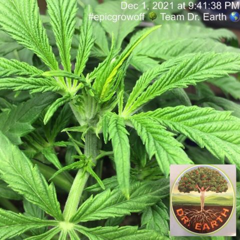 #epicgrowoff growlog timeline photo