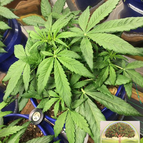 #epicgrowoff growlog timeline photo