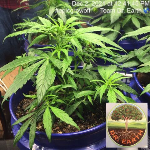 #epicgrowoff growlog timeline photo