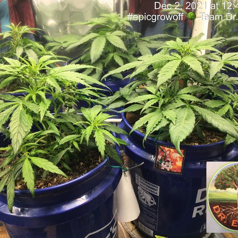 #epicgrowoff growlog timeline photo