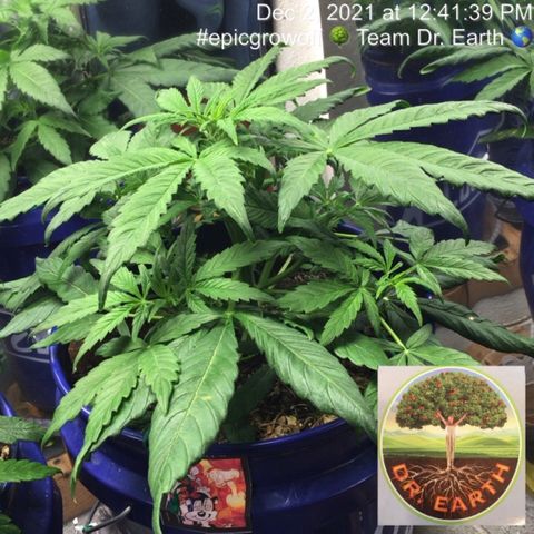 #epicgrowoff growlog timeline photo