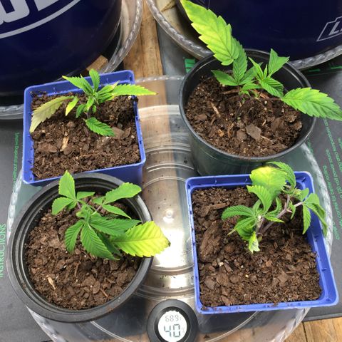 Cheese puffs growlog timeline photo