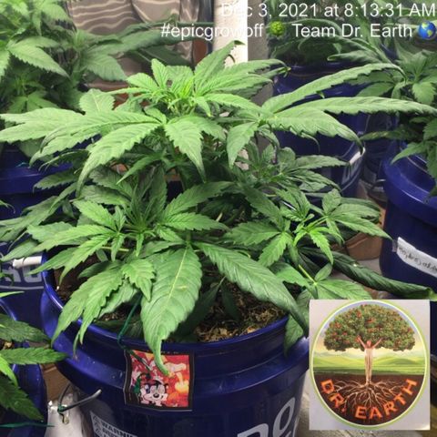 #epicgrowoff growlog timeline photo