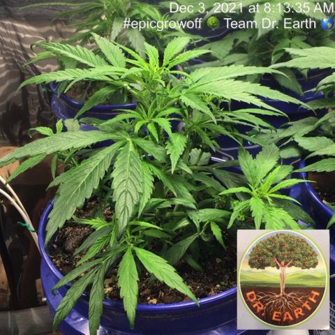 #epicgrowoff growlog timeline photo