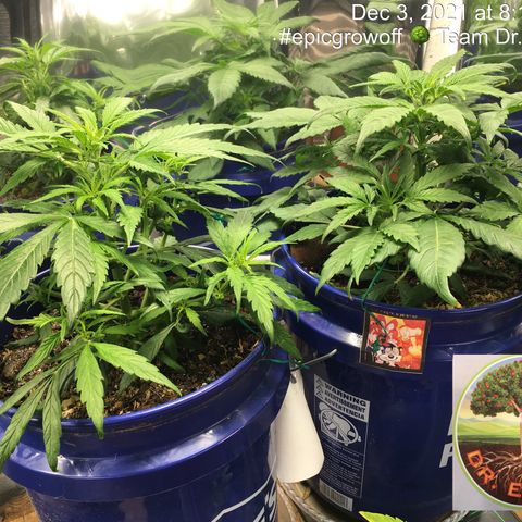 #epicgrowoff growlog timeline photo