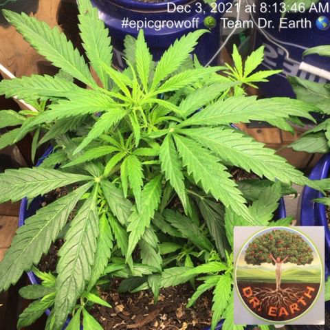 #epicgrowoff growlog timeline photo
