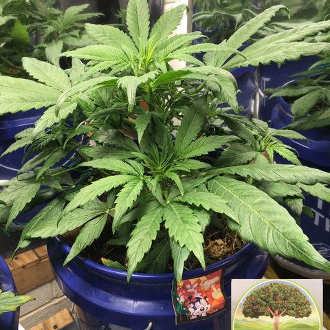 #epicgrowoff growlog timeline photo