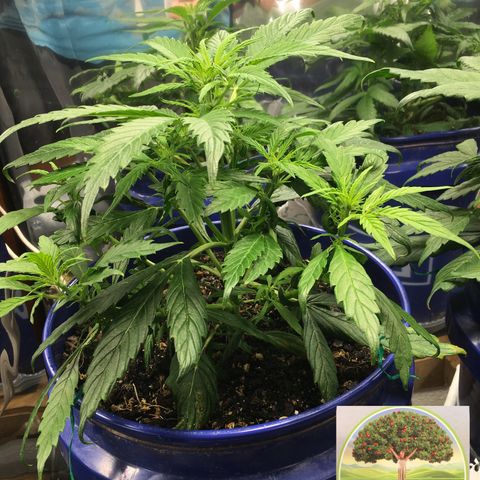 #epicgrowoff growlog timeline photo