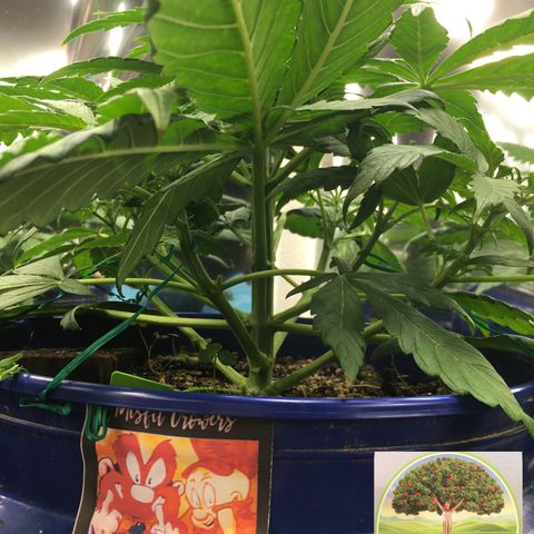 #epicgrowoff growlog timeline photo